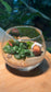 (Pre-order) Fittonia with Moss Arrangement in Crystal Glass (M)