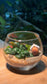 (Pre-order) Fittonia with Moss Arrangement in Crystal Glass (M)