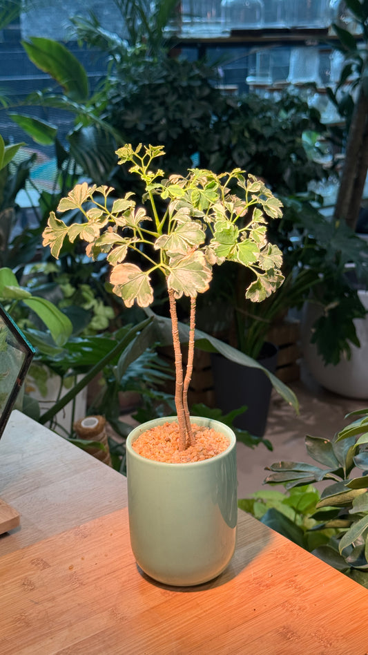Indoor Plant in Green Ceramic Pot