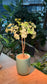 Indoor Plant in Green Ceramic Pot