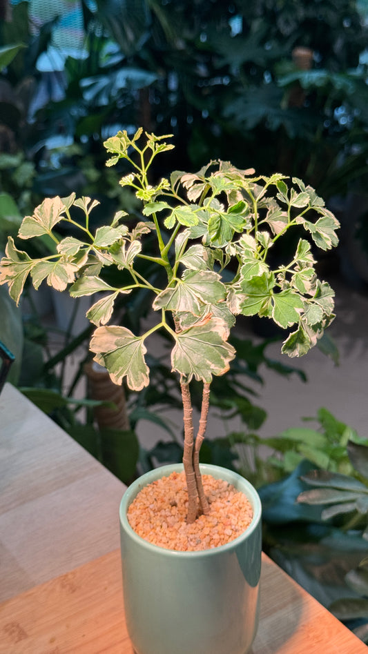Indoor Plant in Green Ceramic Pot