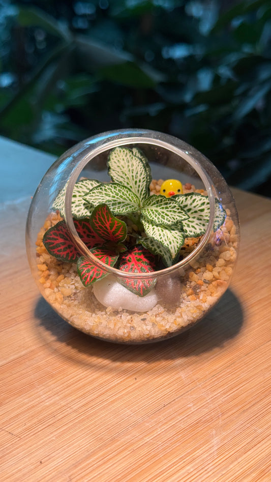 Round Glass Indoor Plant Terrarium (S) DIY Kit