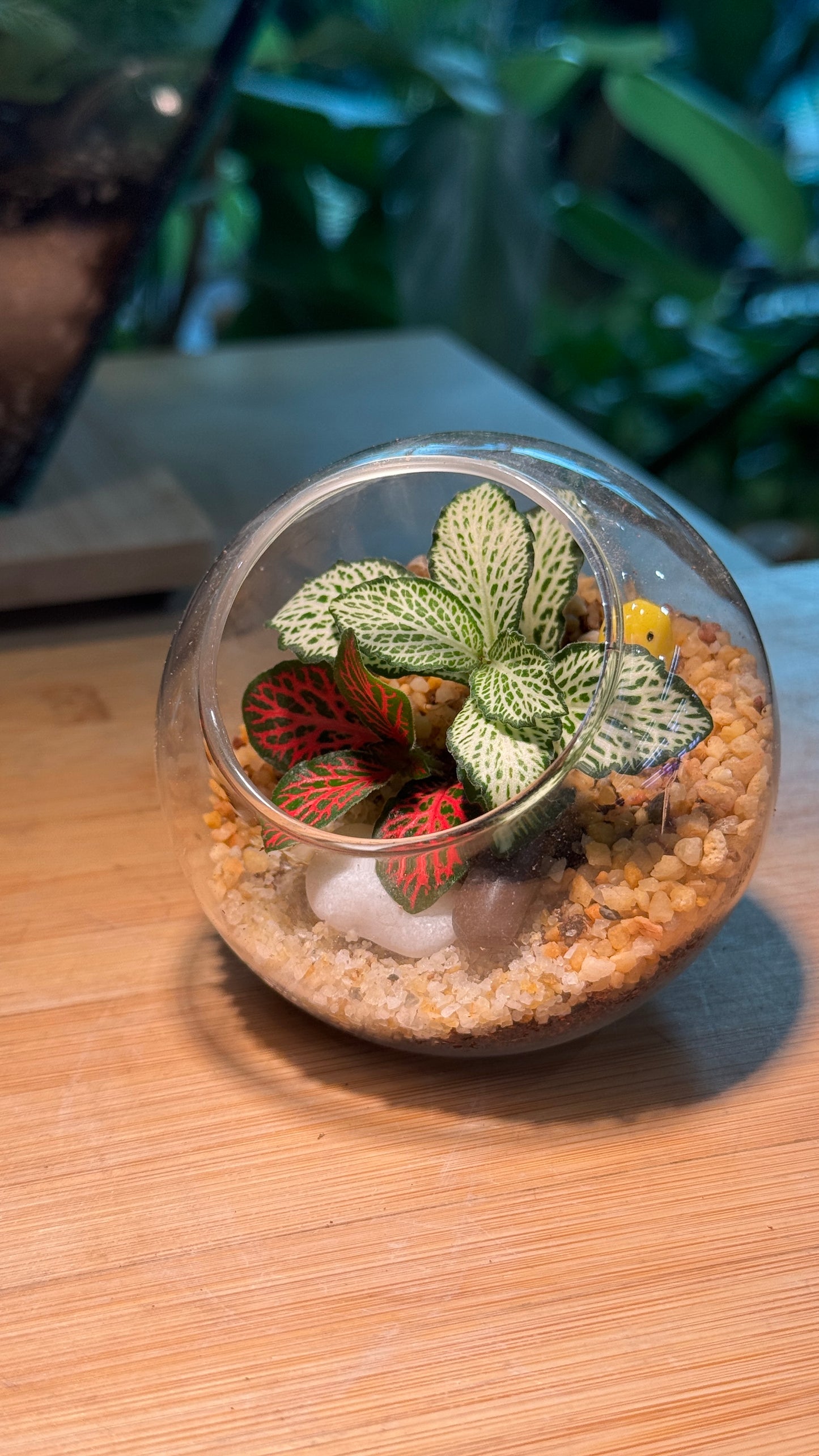 Round Glass Indoor Plant Terrarium (S) DIY Kit