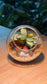 Round Glass Indoor Plant Terrarium (S) DIY Kit