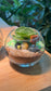 (Pre-order) Crystal Glass Succulent Terrarium