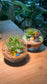 (Pre-order) Crystal Glass Succulent Terrarium