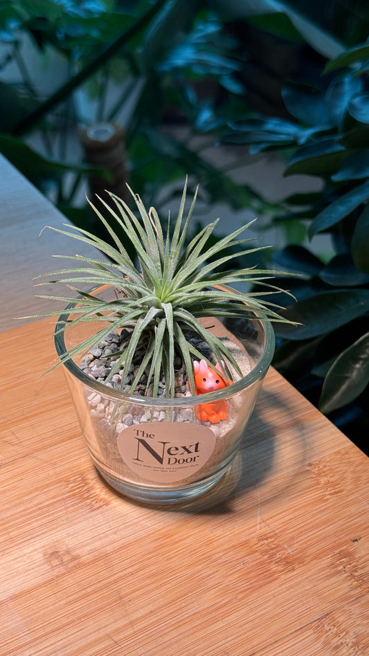 Airplant DIY Set
