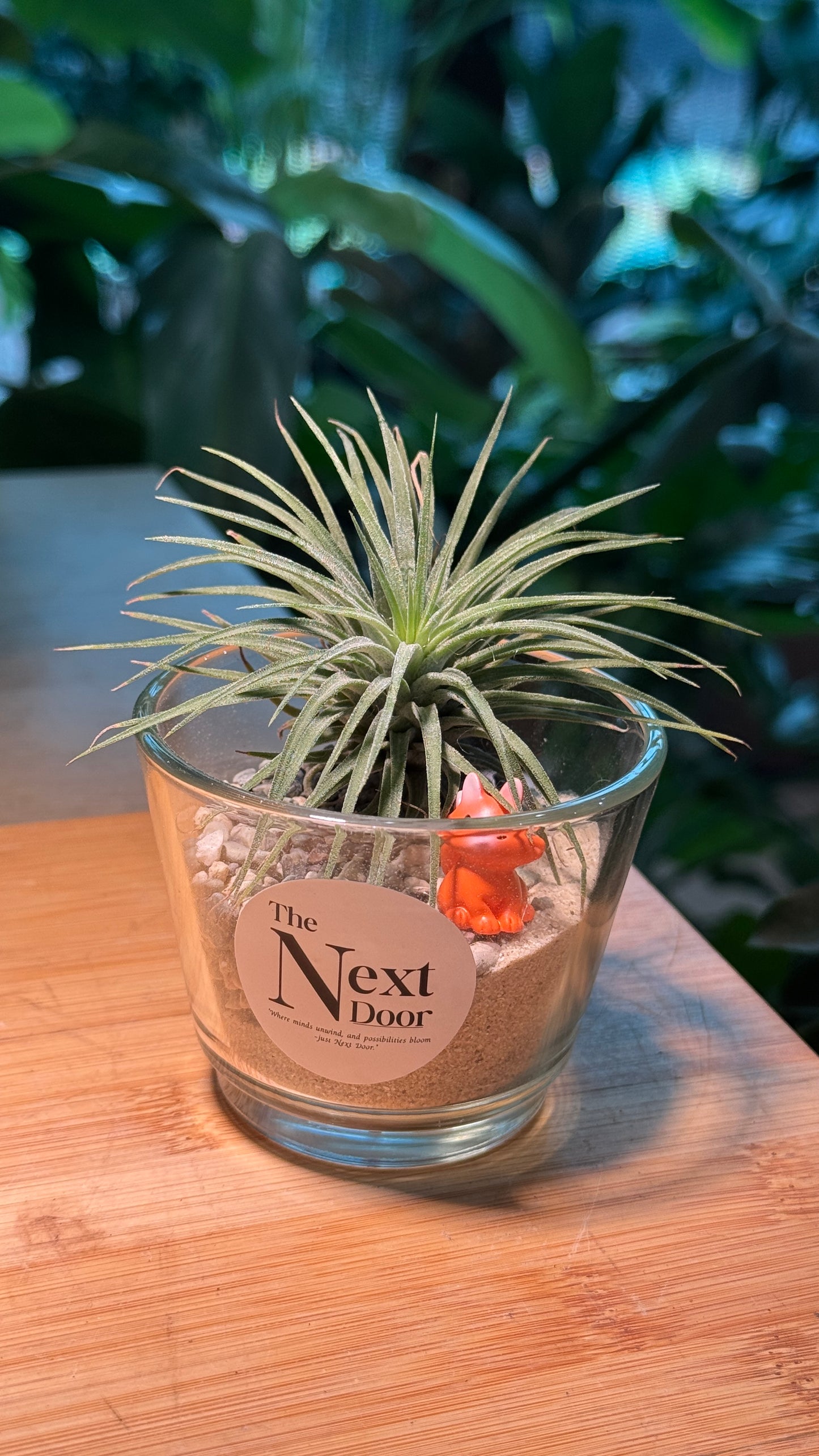 Airplant DIY Set