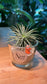 Airplant DIY Set