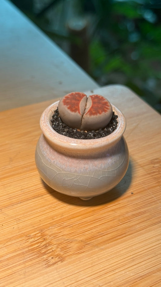 Lithops in Round Blueish Pink Ceramic Pot