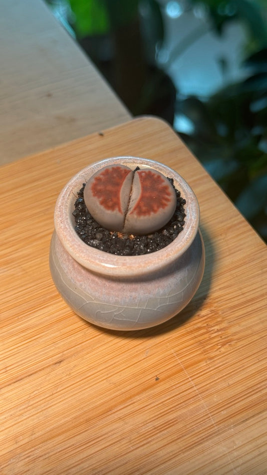 Lithops in Round Blueish Pink Ceramic Pot