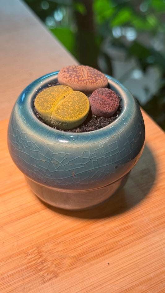 Lithops in Round Blue Ceramic Pot
