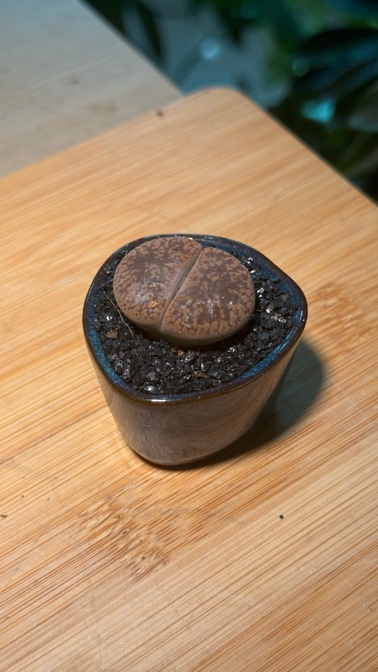 Lithops in Dark Blue Finger Pot