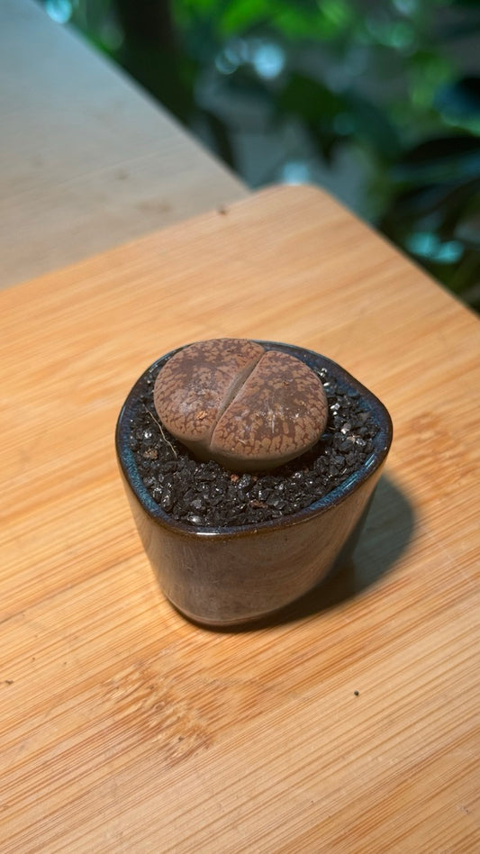 Lithops in Dark Blue Finger Pot