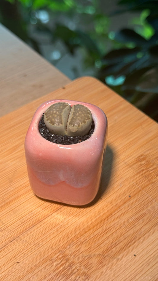 Lithops in Pinkish Finger Pot