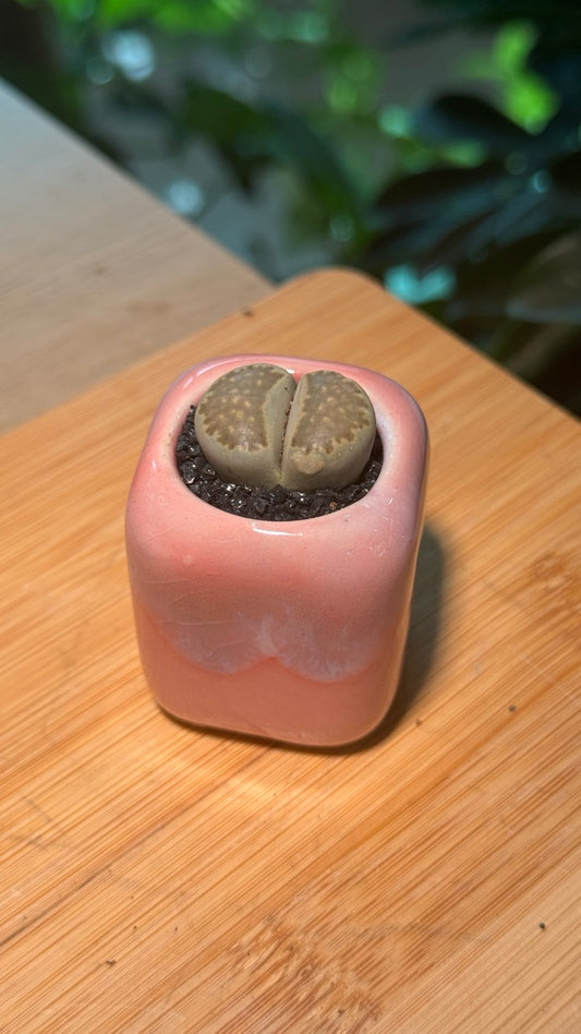 Lithops in Pinkish Finger Pot
