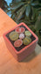 Lithops in Pink Ceramic Pot