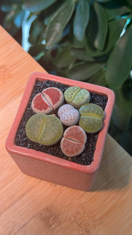 Lithops in Pink Ceramic Pot