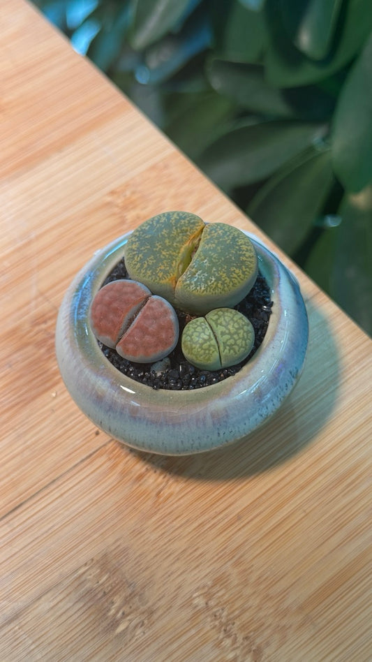 Lithops in Blueish Grey Pot