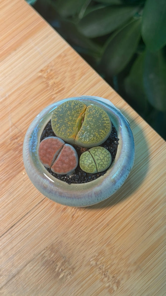 Lithops in Blueish Grey Pot