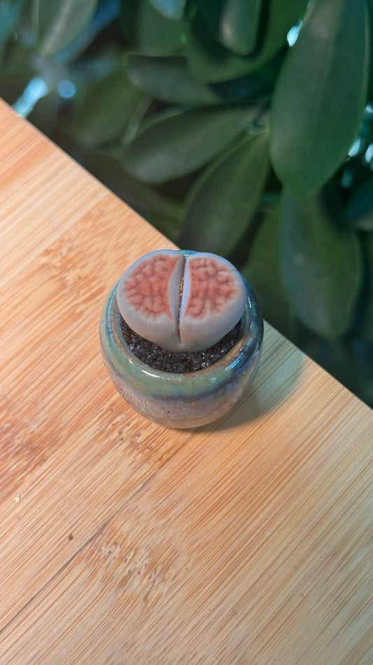 Lithops in Blueish Pinky Pot