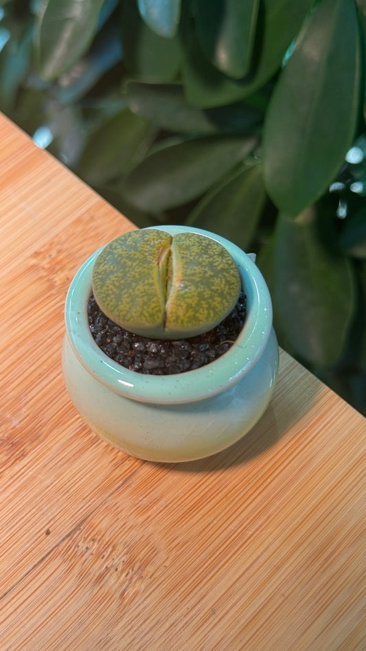 Lithops in Greenish Yellow Pot