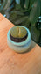 Lithops in Greenish Yellow Pot