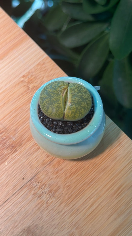 Lithops in Greenish Yellow Pot