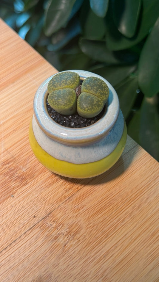 Lithops in Yellow Finger Pot