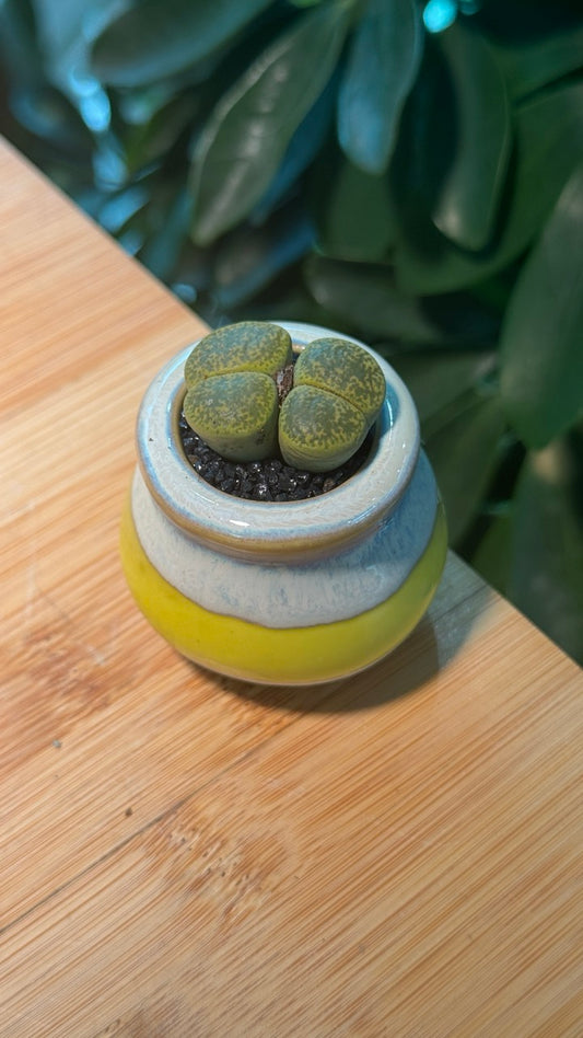 Lithops in Yellow Finger Pot