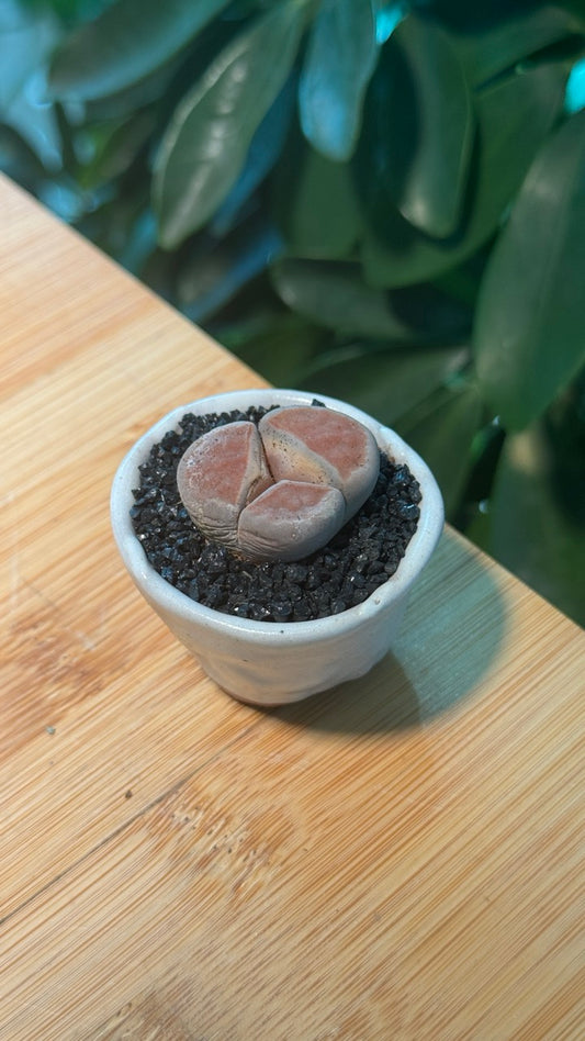 Lithops in Light Blue Finger Pot