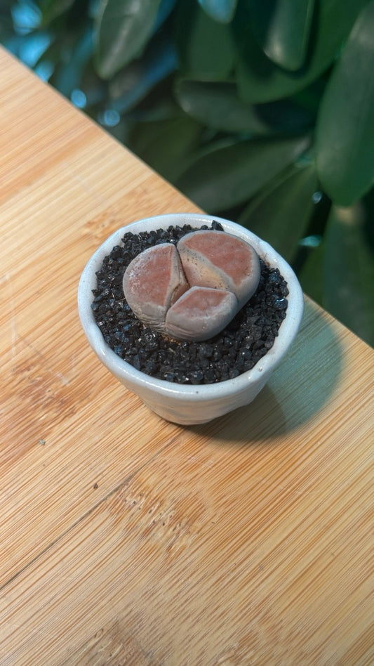 Lithops in Light Blue Finger Pot