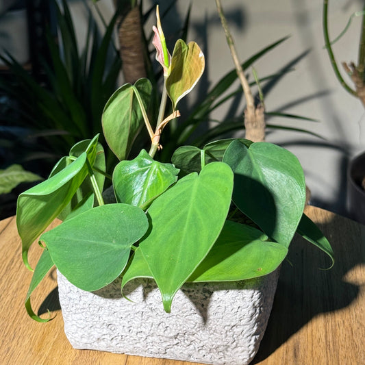Philodendron in Faux Stone Pot