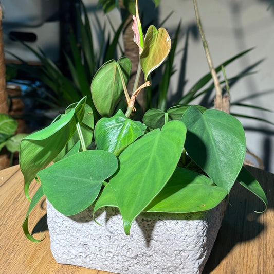 Philodendron in Faux Stone Pot