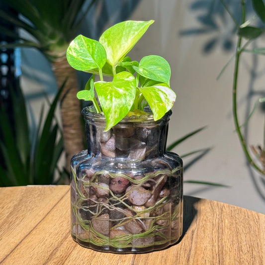 Golden pothos in glass