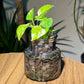 Golden pothos in glass