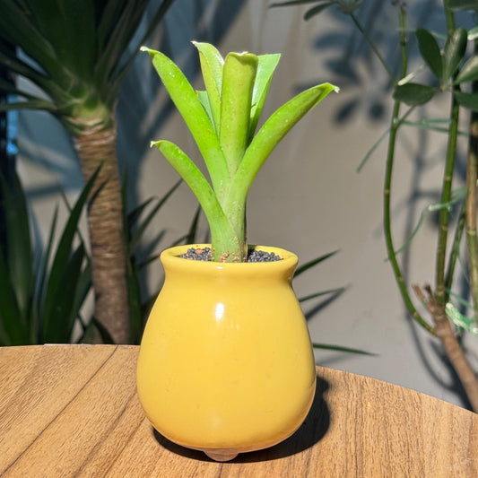 Bromeliad in Yellow Ceramic Designer Pot