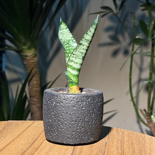 Dracaena in Black Pot