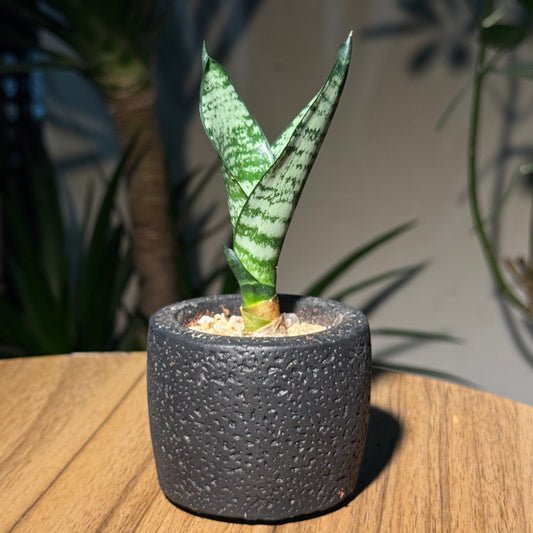Dracaena in Black Pot