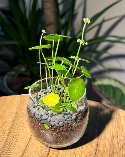 Hydrocotyle Vulgaris in Glass