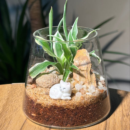 Spider Plant (Chlorophytum comosum) in Fuji Terrarium Glass