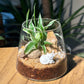 Spider Plant (Chlorophytum comosum) in Fuji Terrarium Glass
