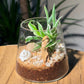 Spider Plant (Chlorophytum comosum) in Fuji Terrarium Glass