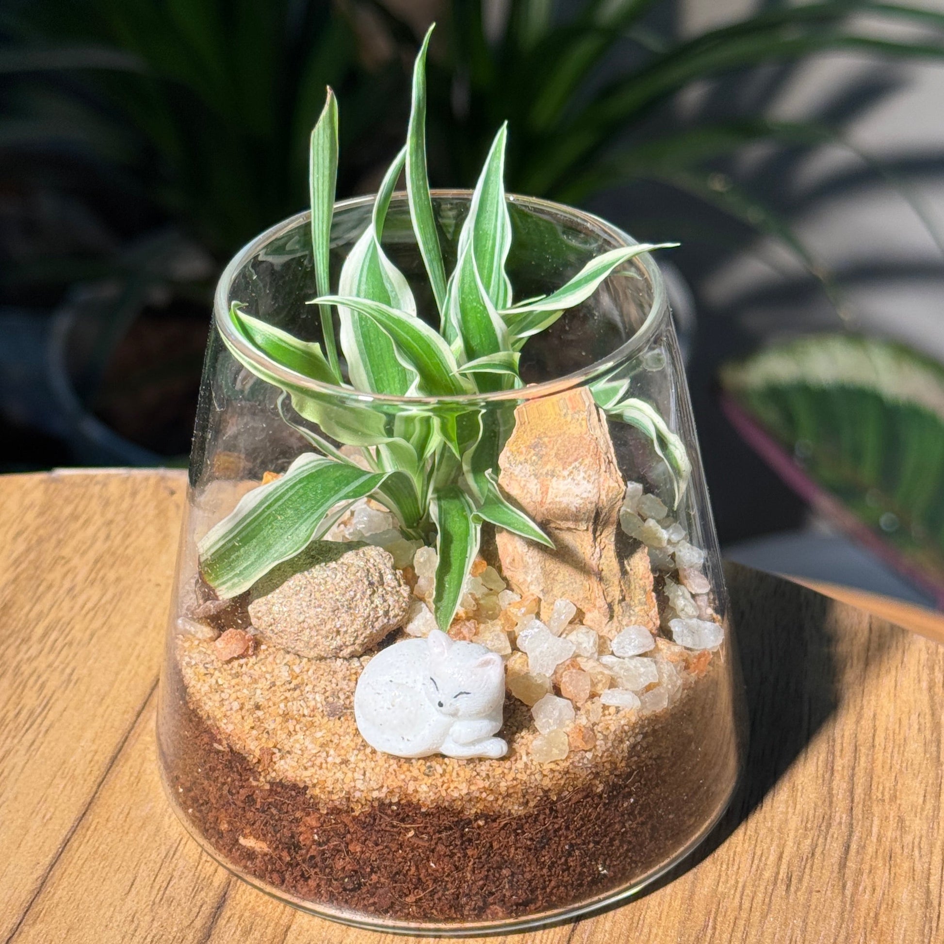 can you put a spider plant in a terrarium Spider Plant (Chlorophytum comosum) in Fuji Glass