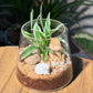 Spider Plant (Chlorophytum comosum) in Fuji Terrarium Glass