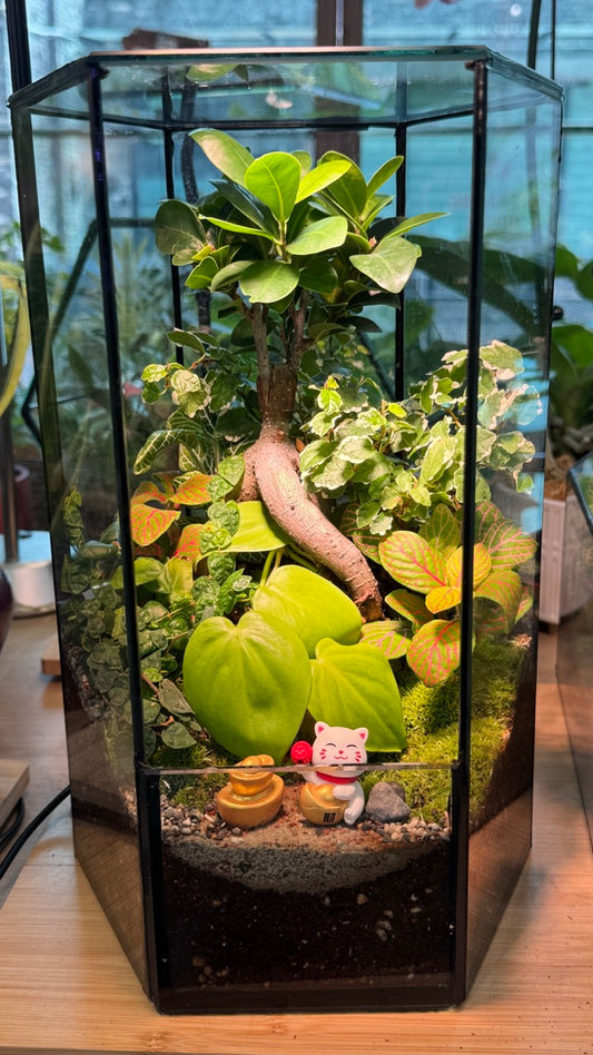 Fittonia, Fern and Ficus Ginseng with Moss Arrangement in Hexagonal Tall Terrarium