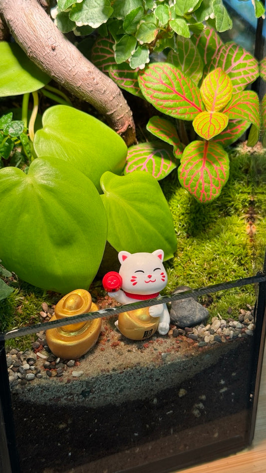 Fittonia, Fern and Ficus Ginseng with Moss Arrangement in Hexagonal Tall Terrarium