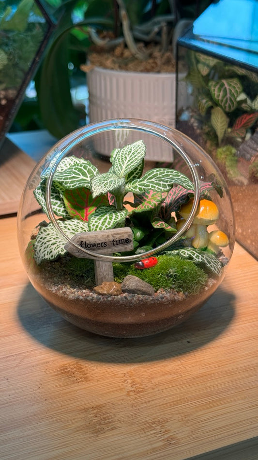 Indoor Plants in Round Glass Terrarium (M)