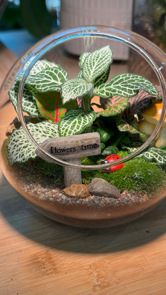 Indoor Plants in Round Glass Terrarium (M)