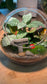 Indoor Plants in Round Glass Terrarium (M)